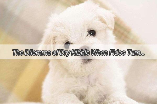 The Dilemma of Dry Kibble When Fidos Tummy Troubles Start Barking for Help